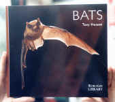 bats.JPG (28554 bytes)