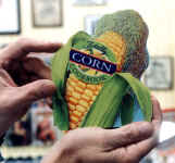 corn.JPG (36696 bytes)