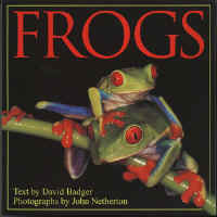 frogs1.jpg (47882 bytes)