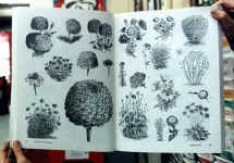 plants1.JPG (34708 bytes)