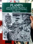 plants.JPG (48211 bytes)
