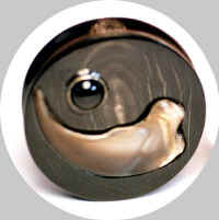 wb8124b.JPG (24531 bytes)